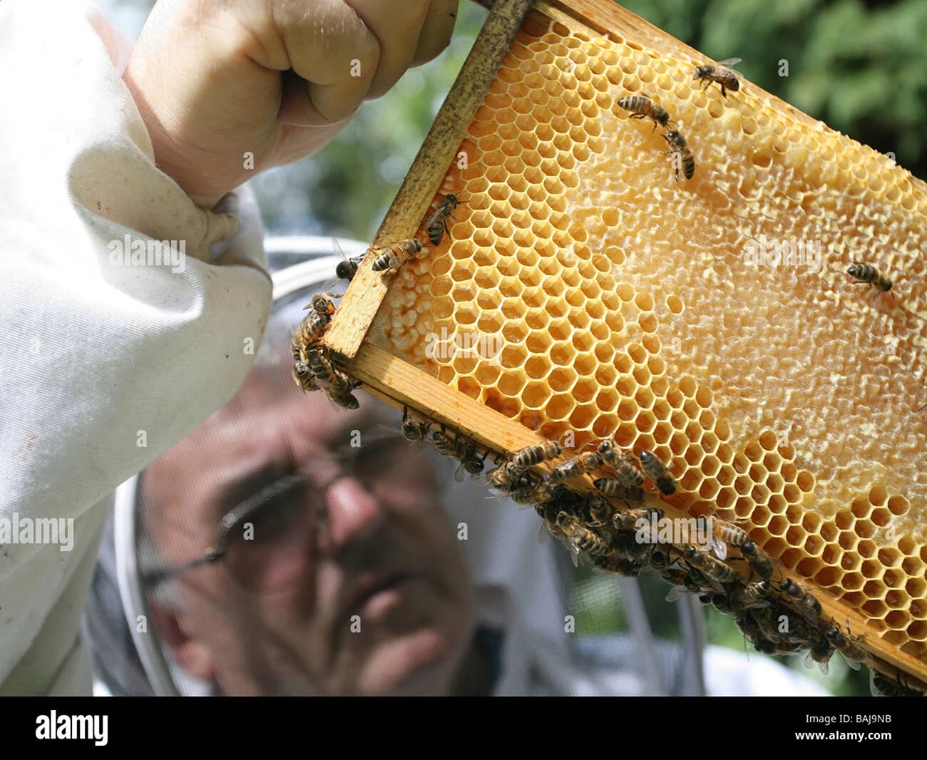 Пчелы мед пасека