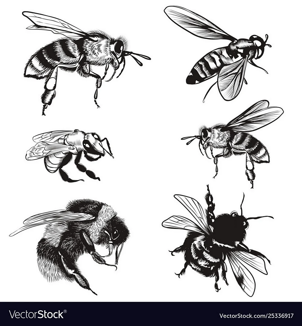 Пчелы набор эскиз
