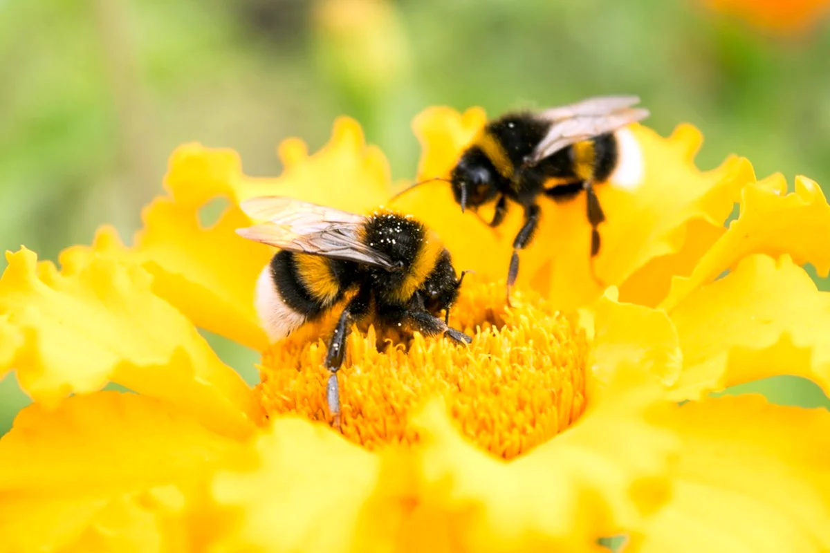 Пчелы опыляют растения