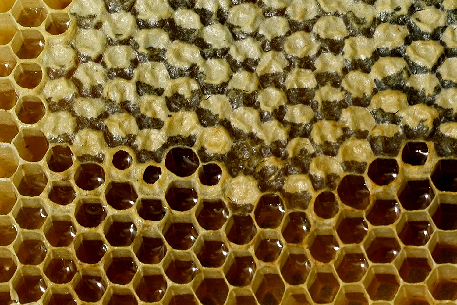 Пчелы запечатывают соты