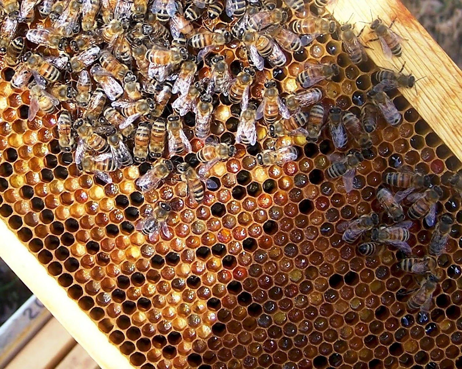 Перга пчелиная с пчелами