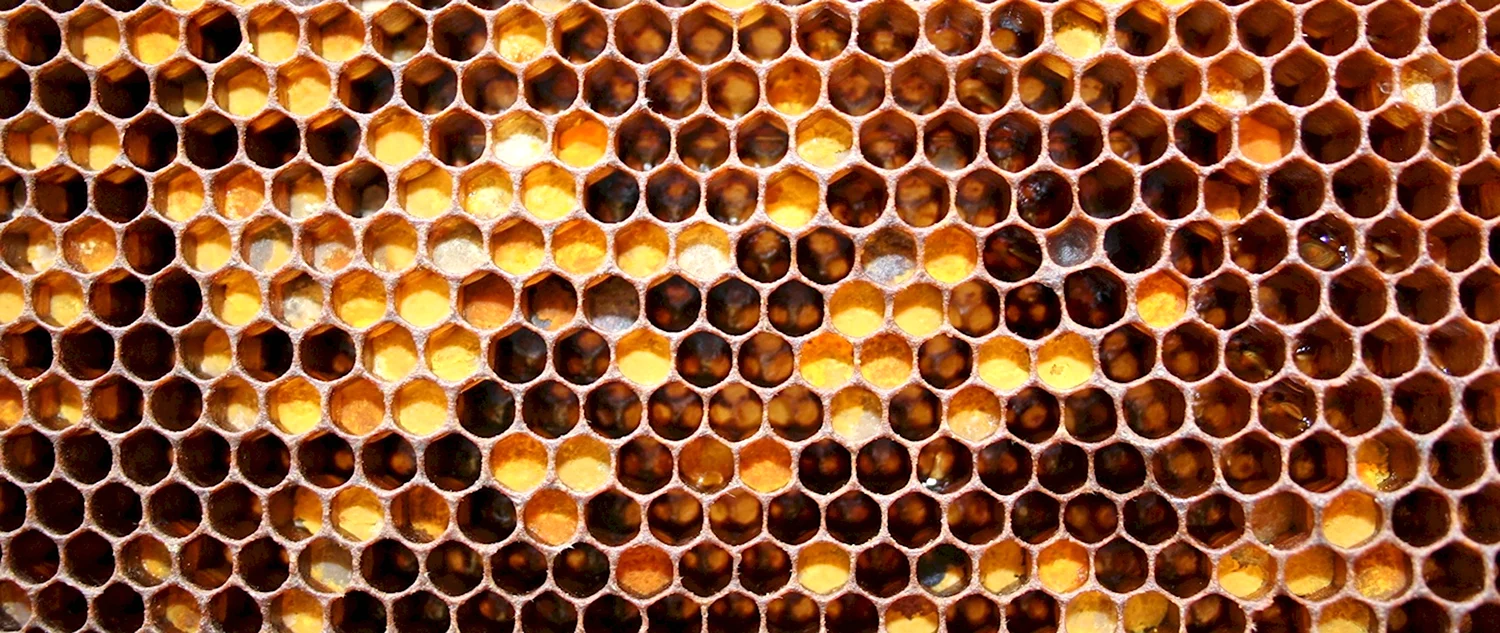 Перга пчелиная в сотах