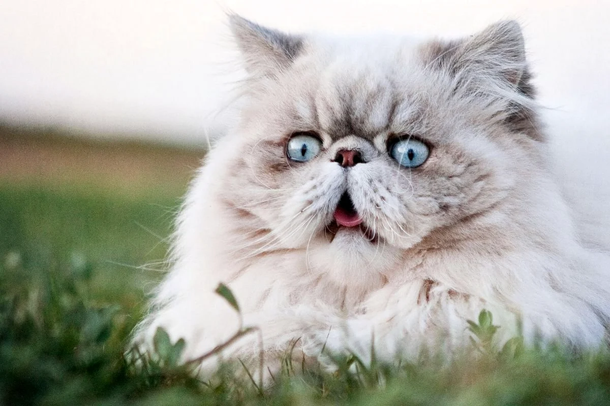 Персидский кот часто чихает что это