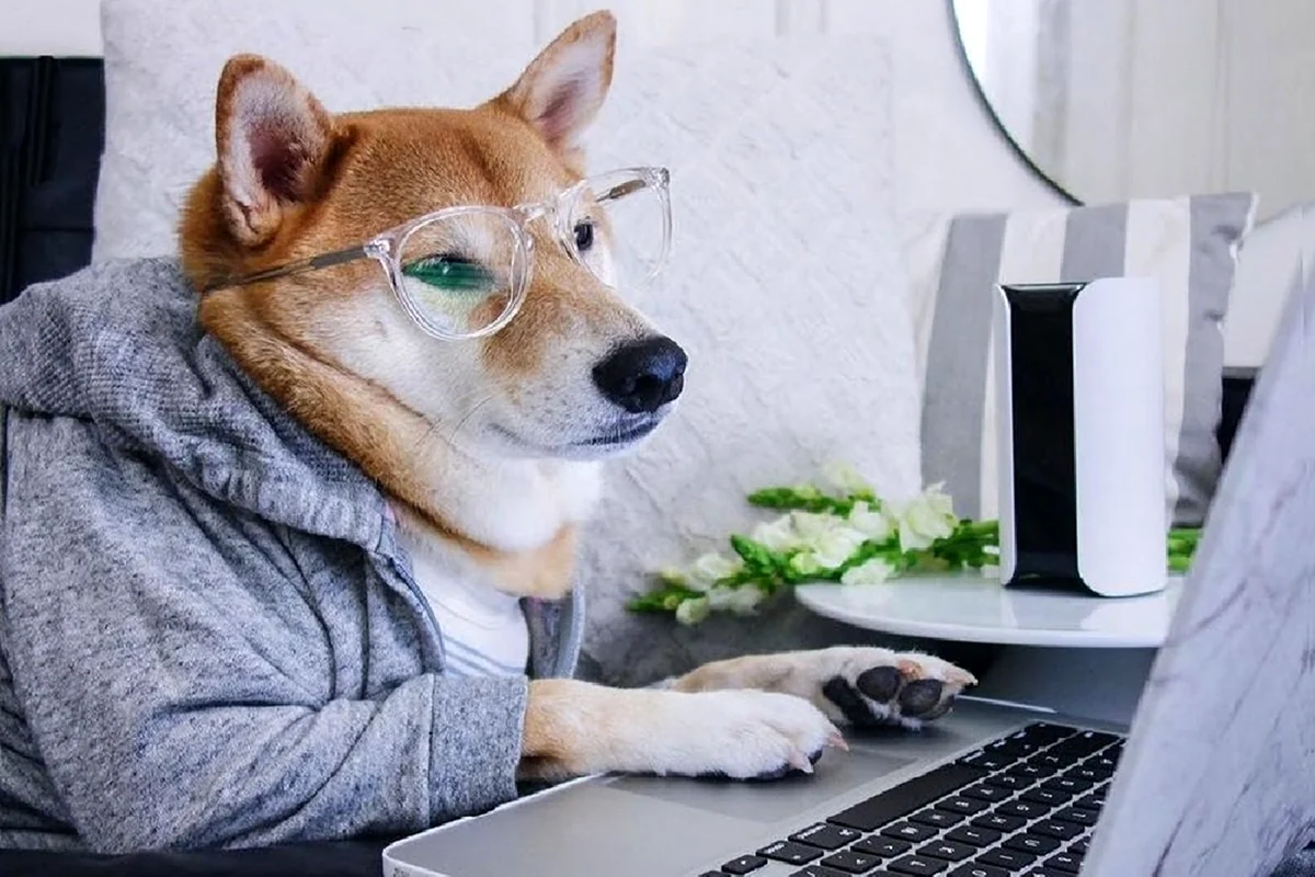 Пес в очках за ноутбуком