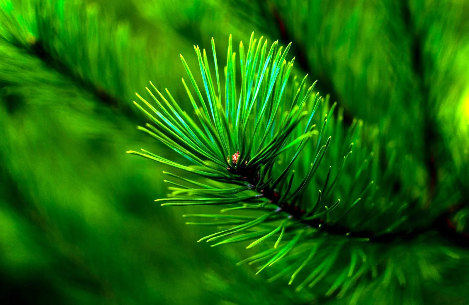 Pinus елка пихта зеленоголубая 2.7