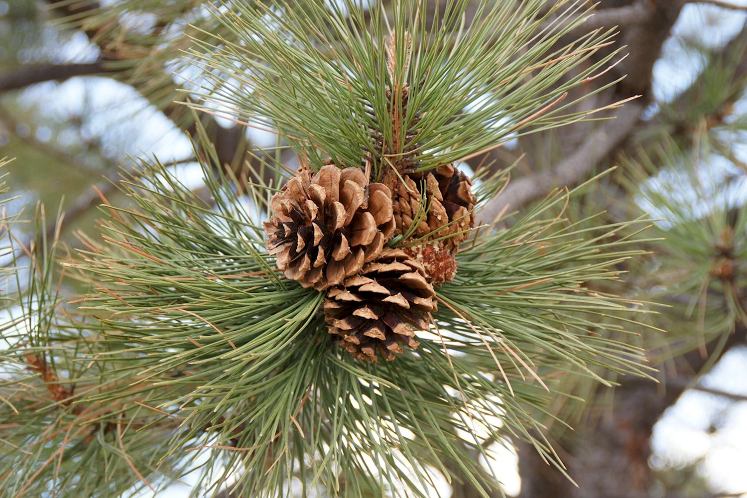 Pinus nigra шишки