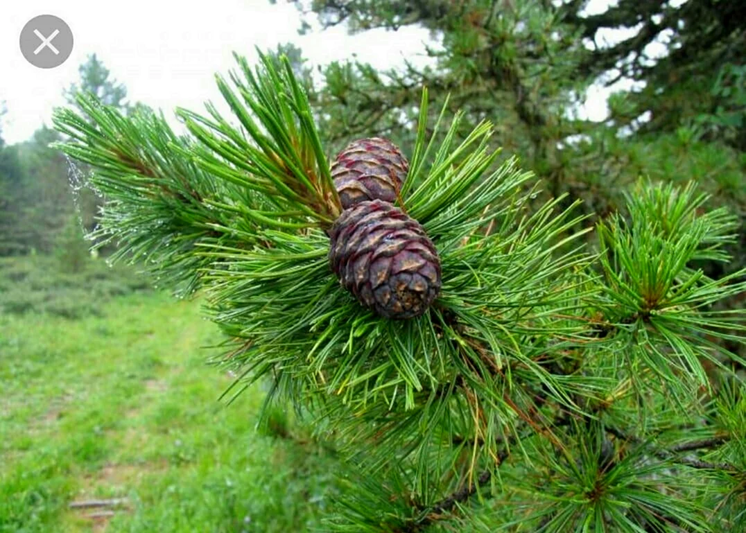 Pinus sibirica шишка