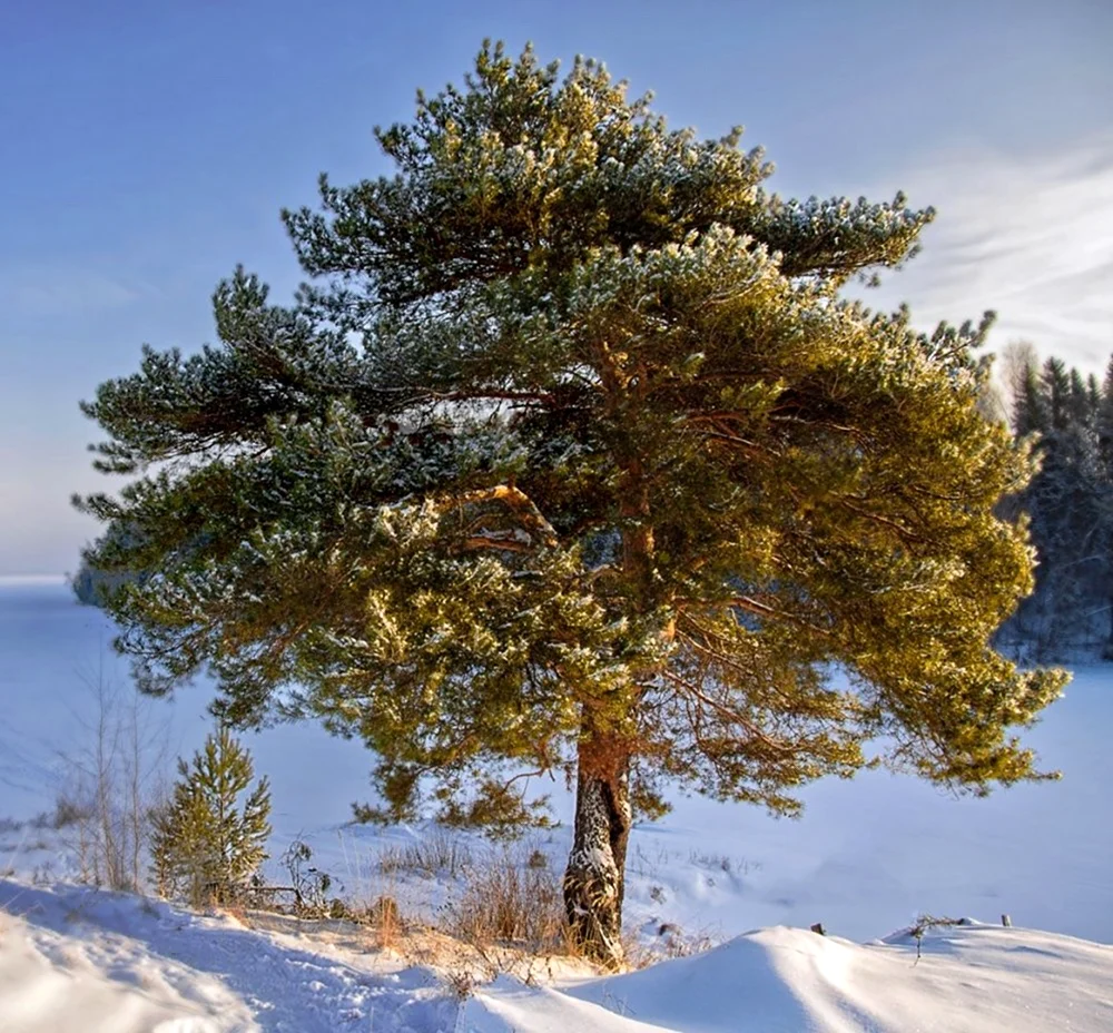 Pinus Sylvestris Martham