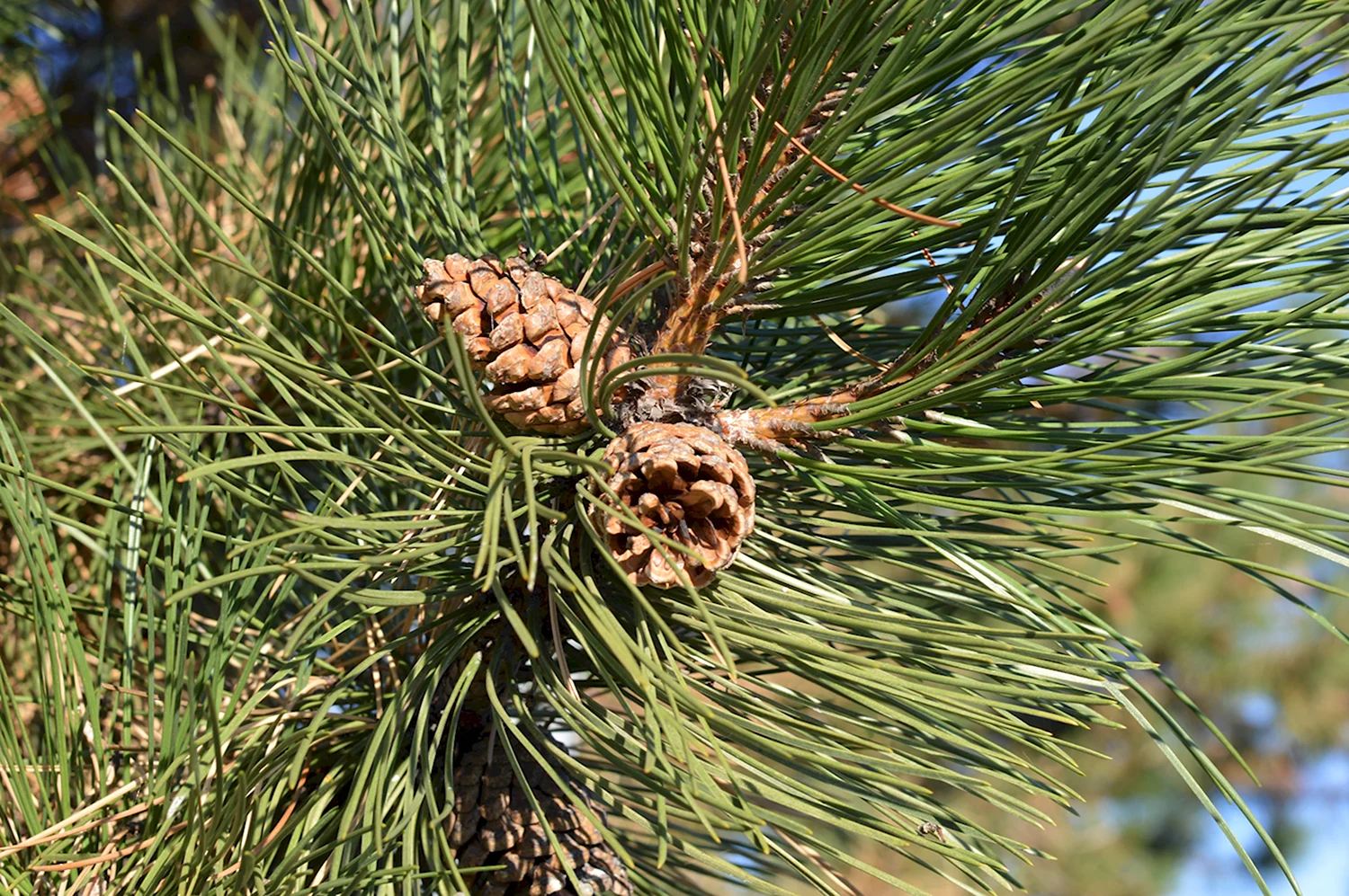 Pinus Sylvestris шишки