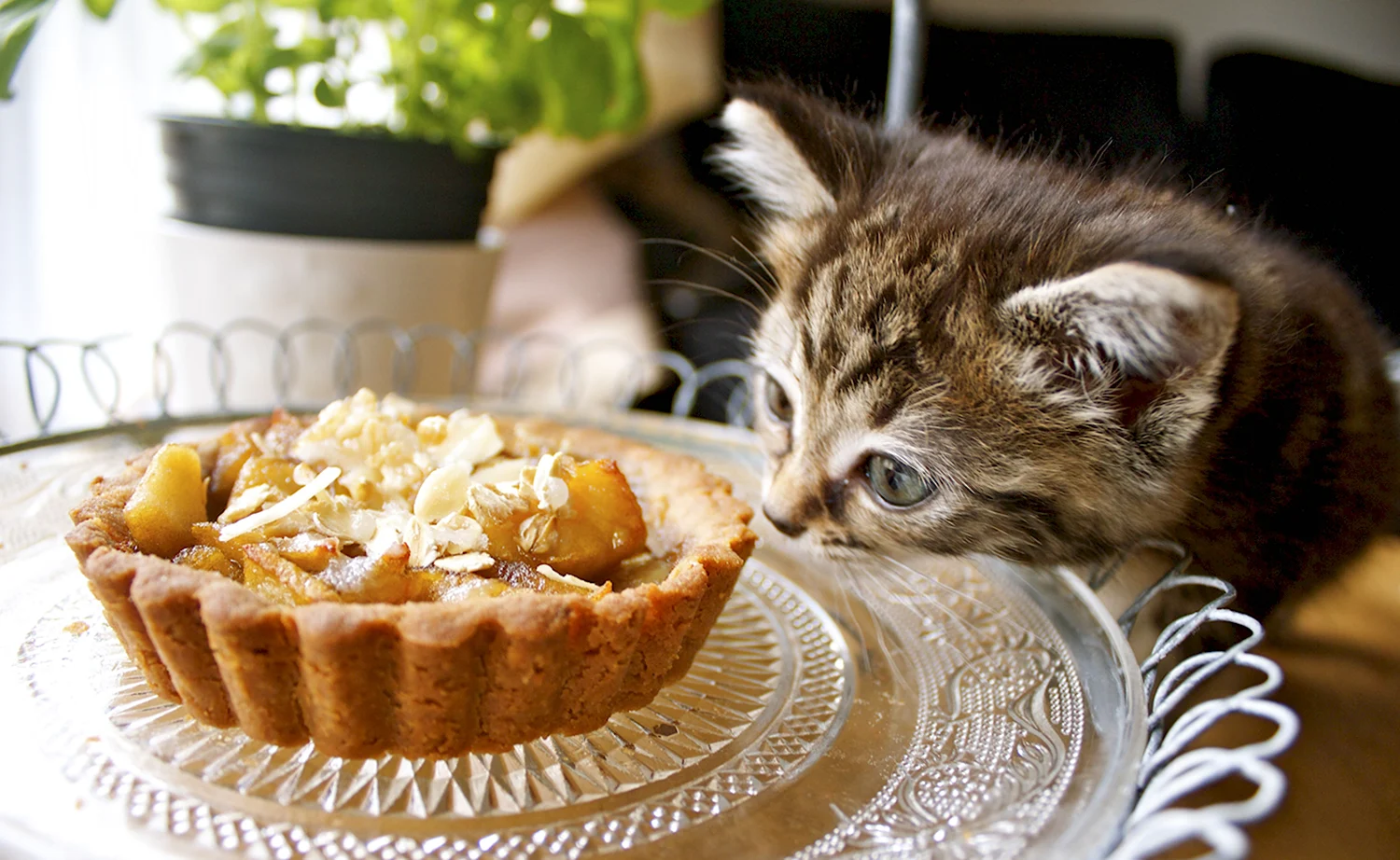 Пирожки с котятами