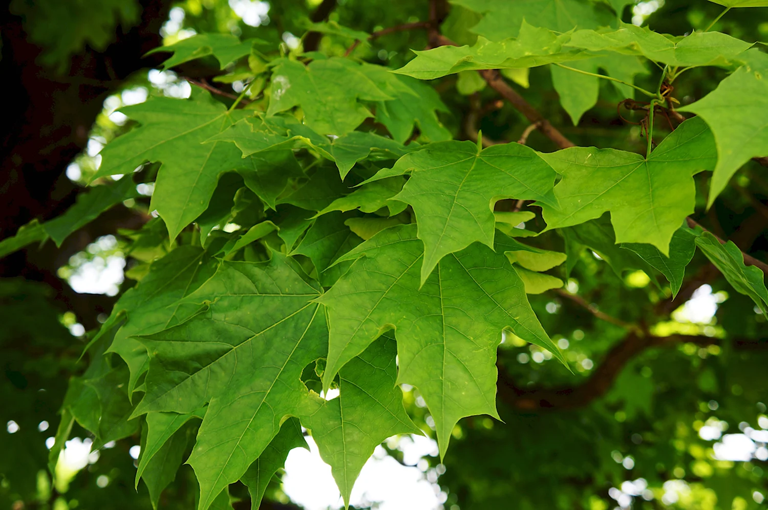 Платан кленолистный листья