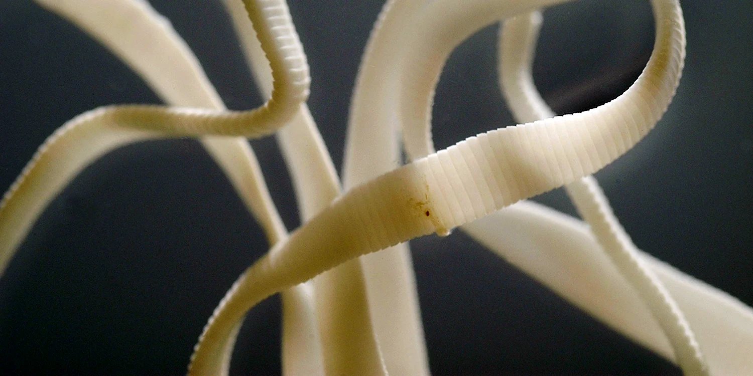 Плоские черви ленточные черви
