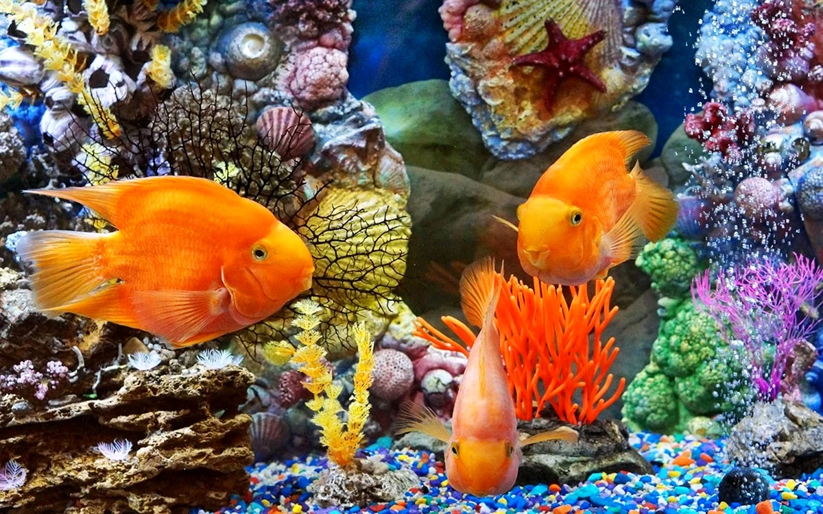 Подводный мир рыбы