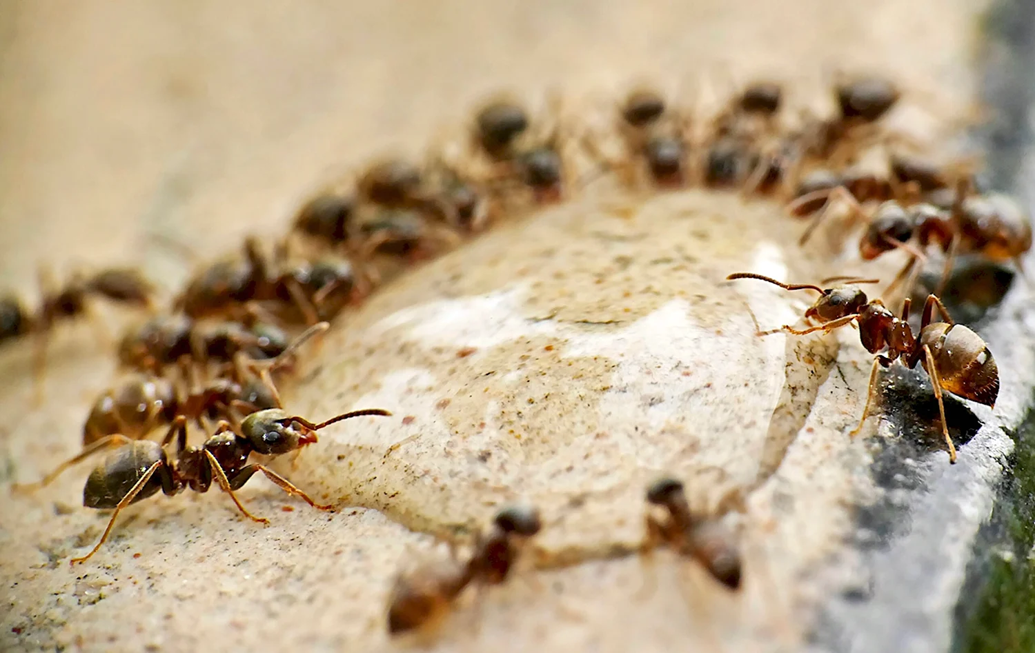 Полчище муравьев