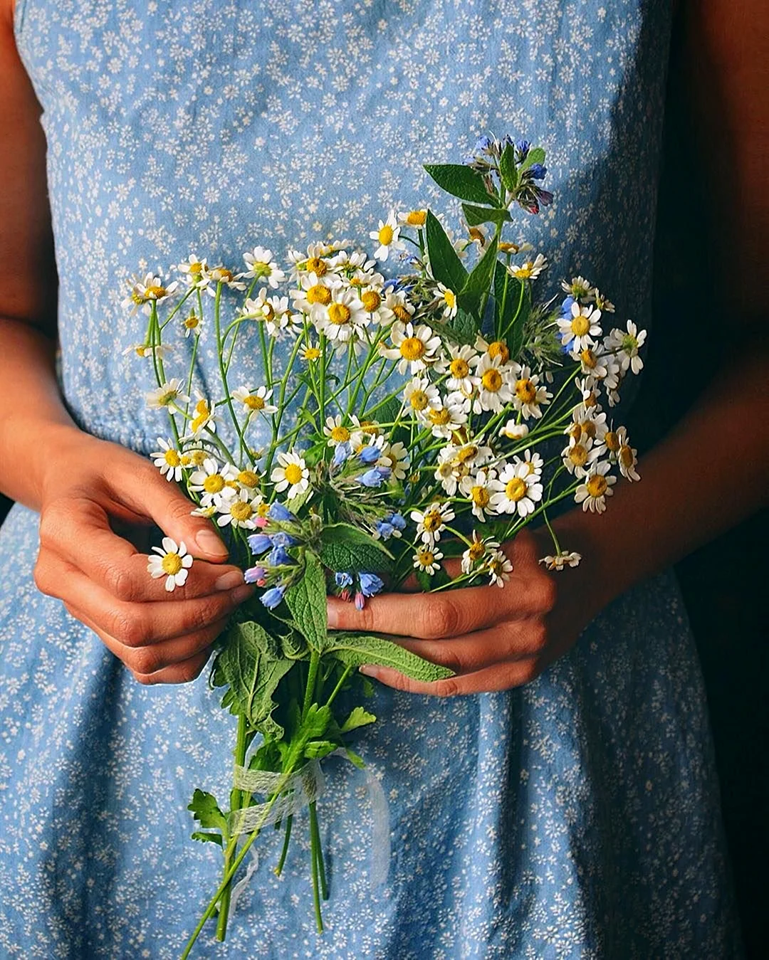 Полевые цветы в руках