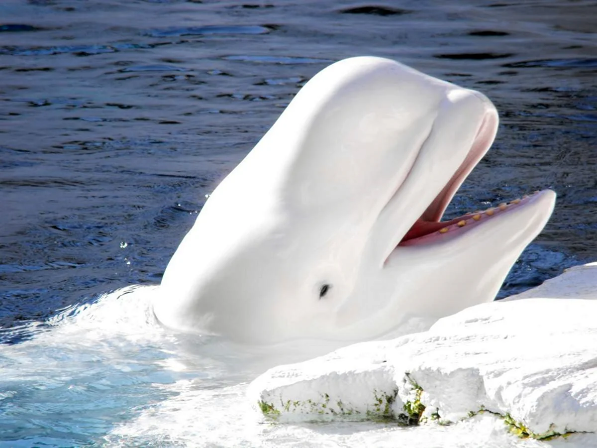 Полярный Дельфин – Белуга