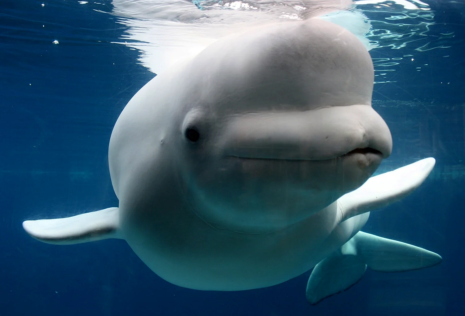 Полярный Дельфин Белуха