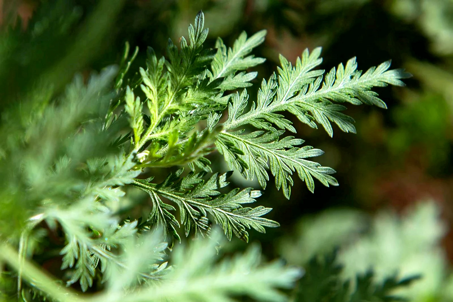 Полынь Artemisia annua