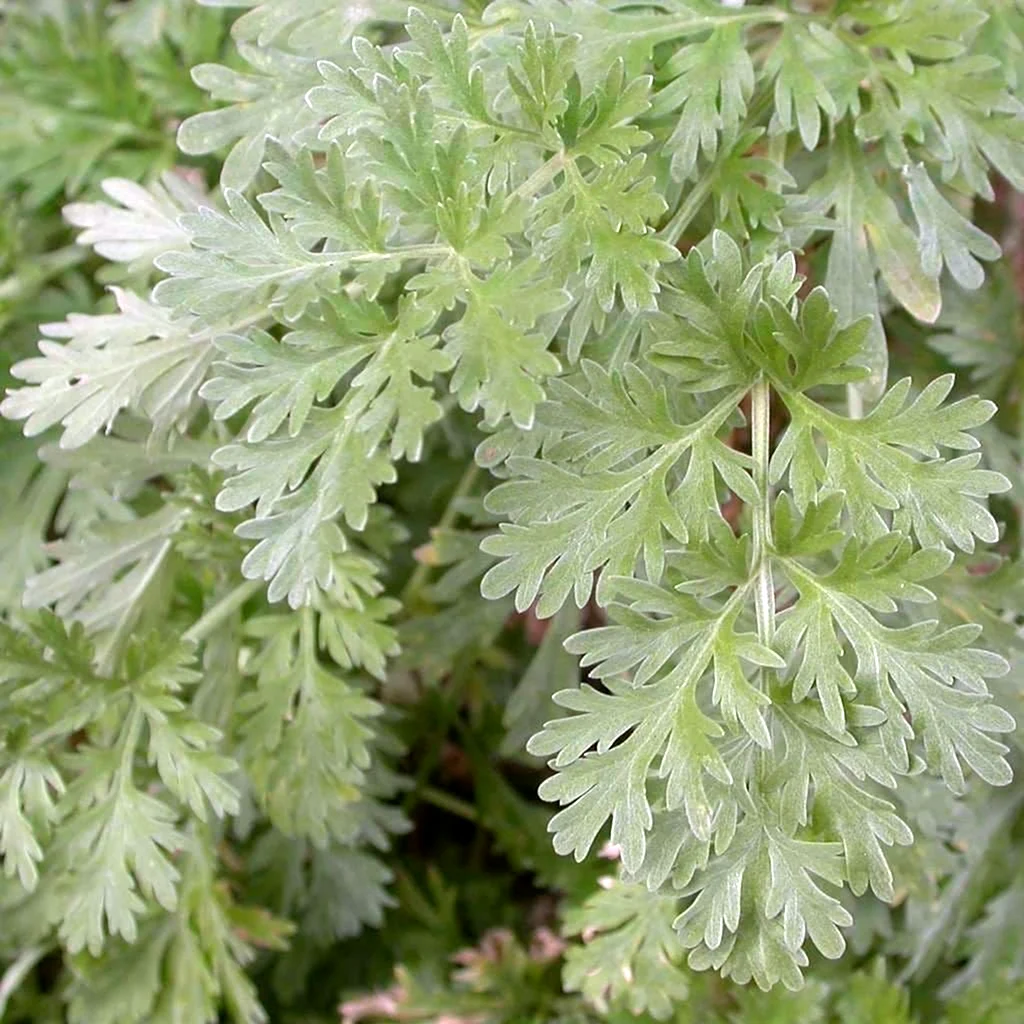 Полынь горькая Artemisia absinthium
