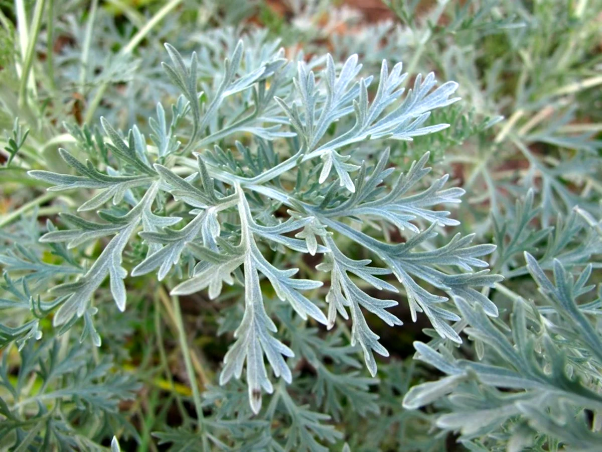 Полынь горькая Artemisia absinthium