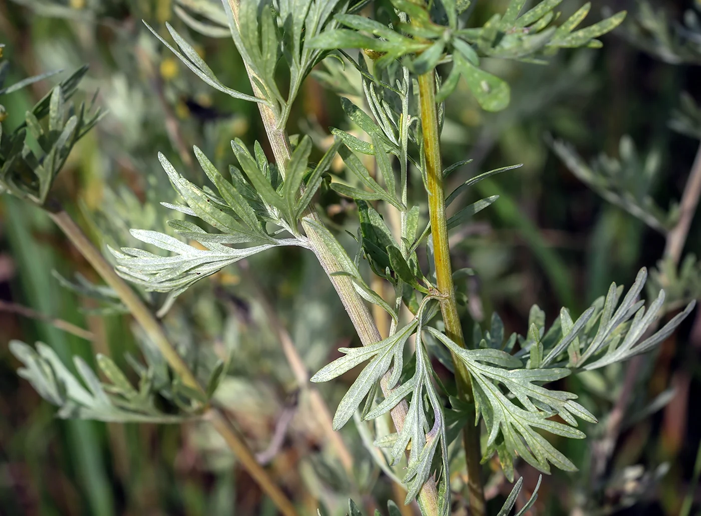 Полынь Каспийская Artemisia caspica