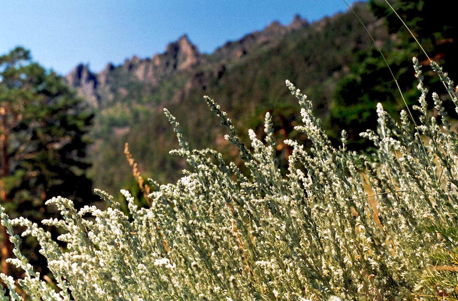 Полынь холодная Artemisia frigida