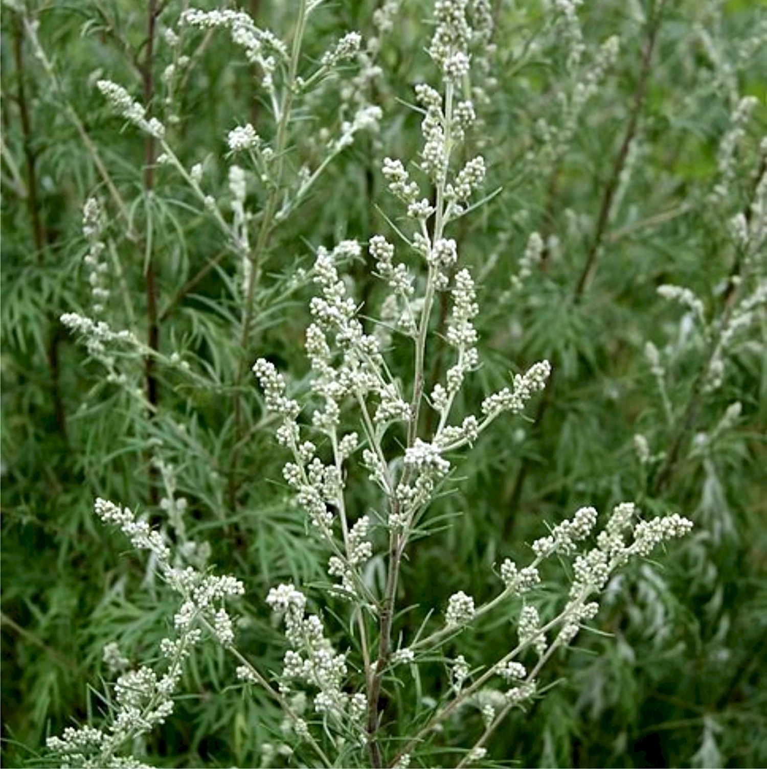 Полынь обыкновенная Artemisia vulgaris