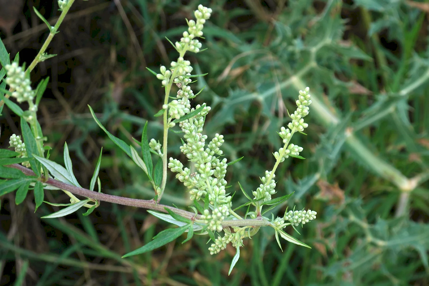 Полынь обыкновенная Artemisia vulgaris