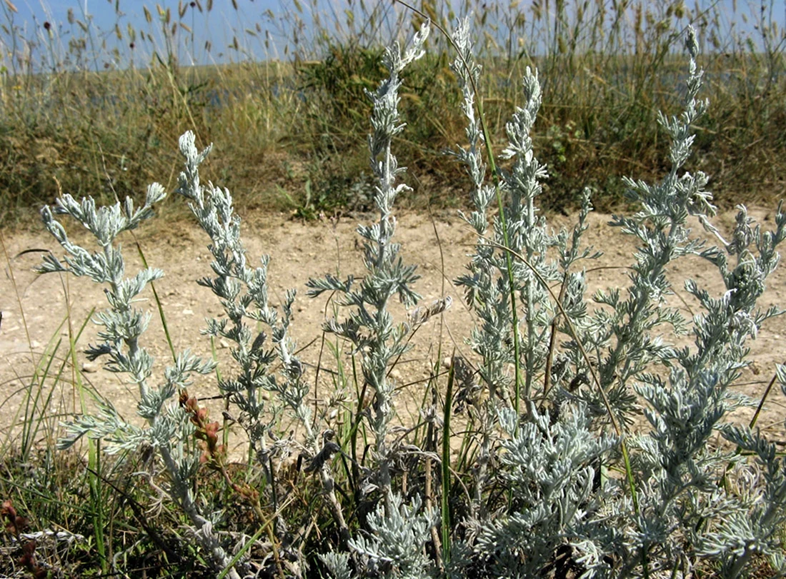 Полынь Таврическая Artemisia Taurica