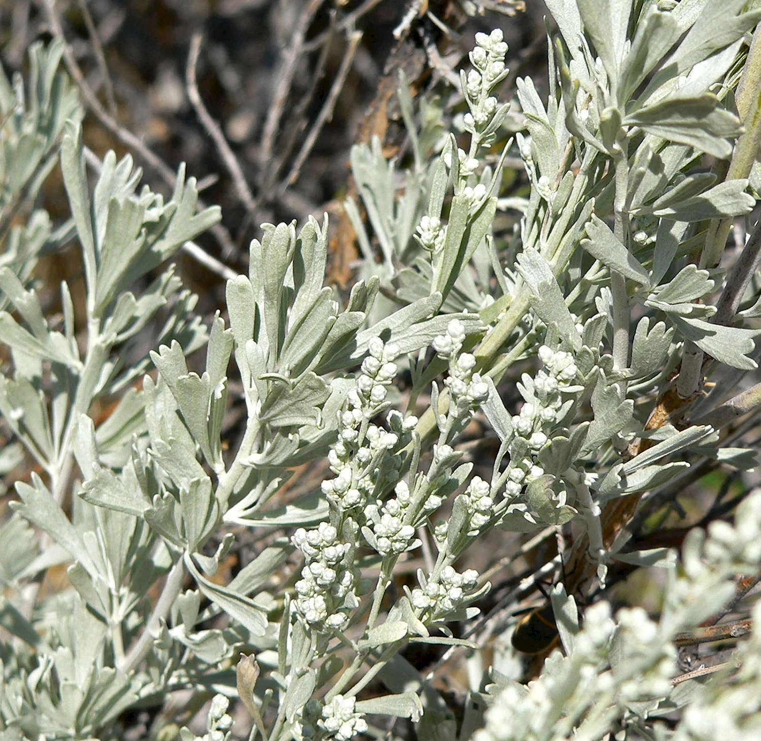 Полынь трехзубчатая Artemisia