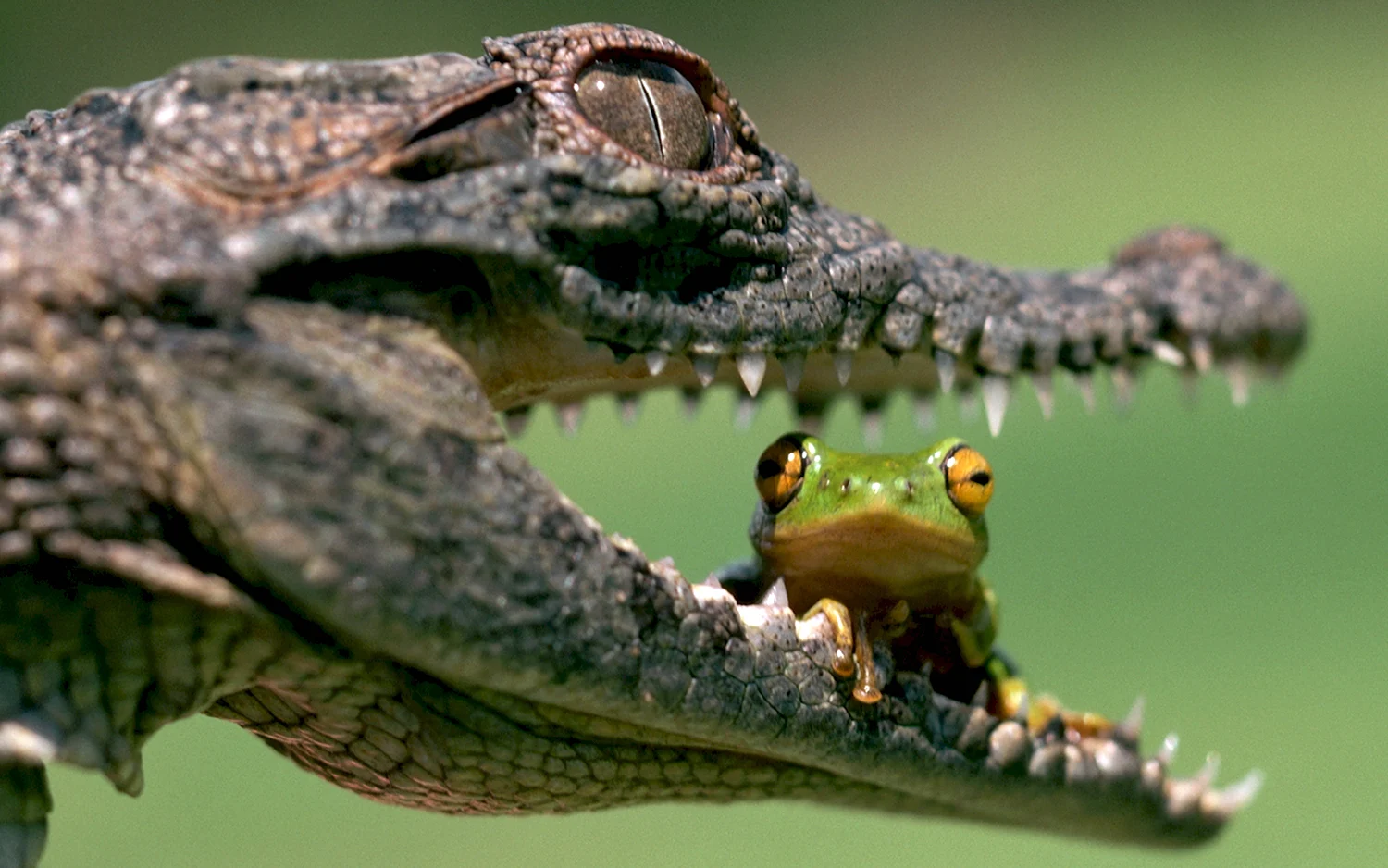 Пресмыкающиеся крокодил
