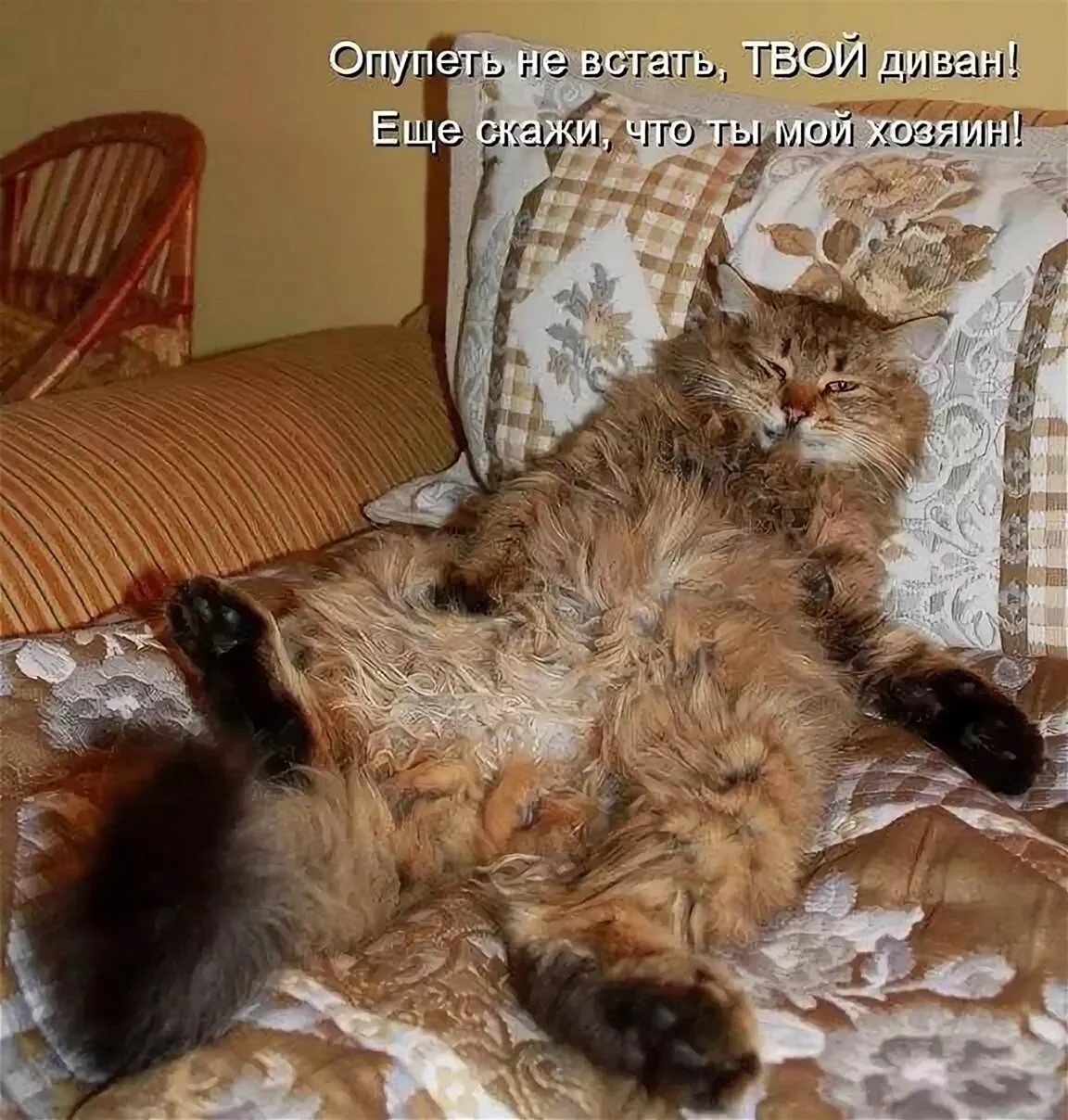 Самые смешные кошки: лучшая подборка картинок и фото