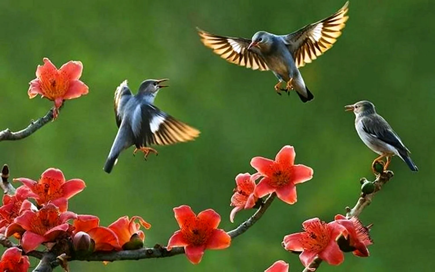 Природа птицы