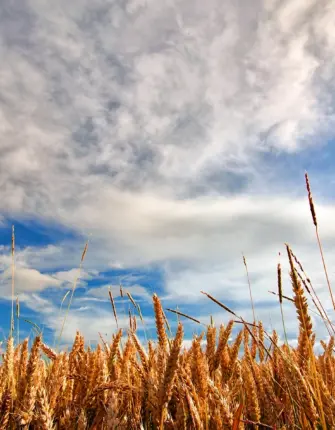 Пшеничное поле Кисловодск