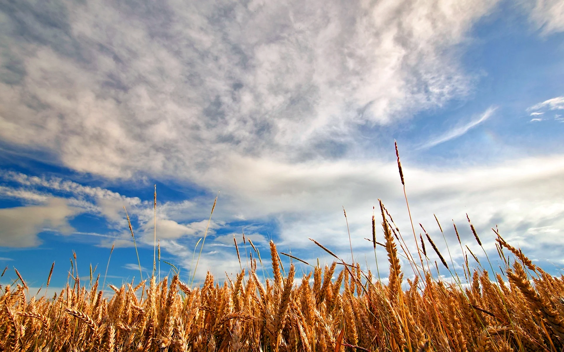 Пшеничное поле Кисловодск. Поле с колосками. Поле с колосками пшеницы. Красивое пшеничное поле. Сон жито