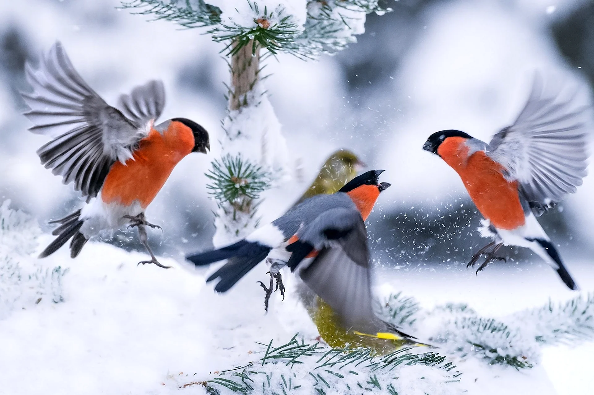 Стаи птиц зимой. Зимние птицы. Снегири зимой. Птицы на снегу. Снегирь на заснеженной ветке.