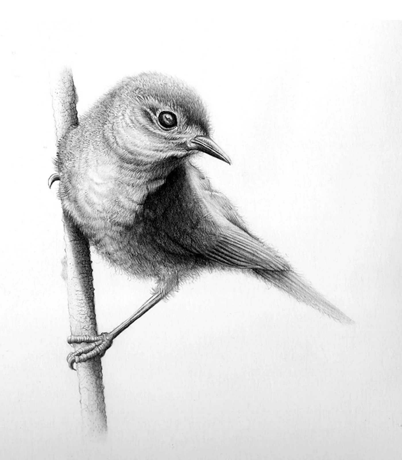 Птица карандашом