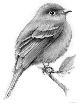 Птица рисунок
