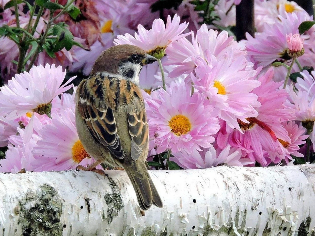 Птица с цветами
