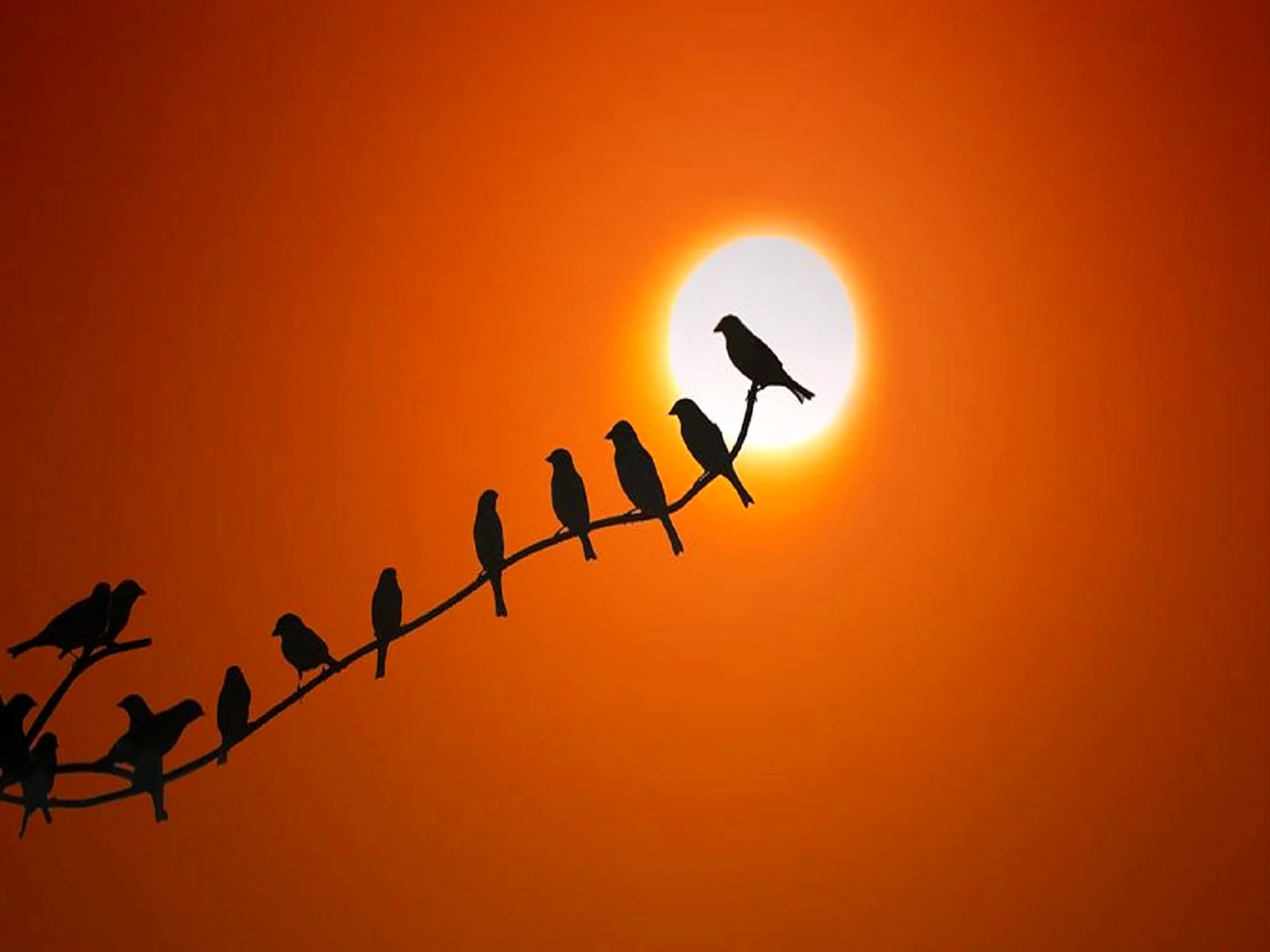 Птицы на ветке на фоне солнца