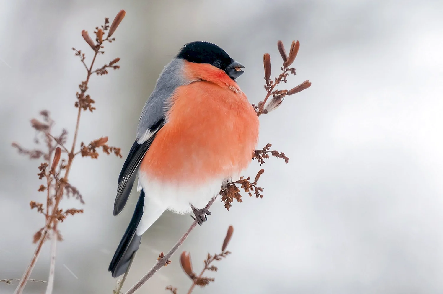 Птицы с красной грудкой Снегирь