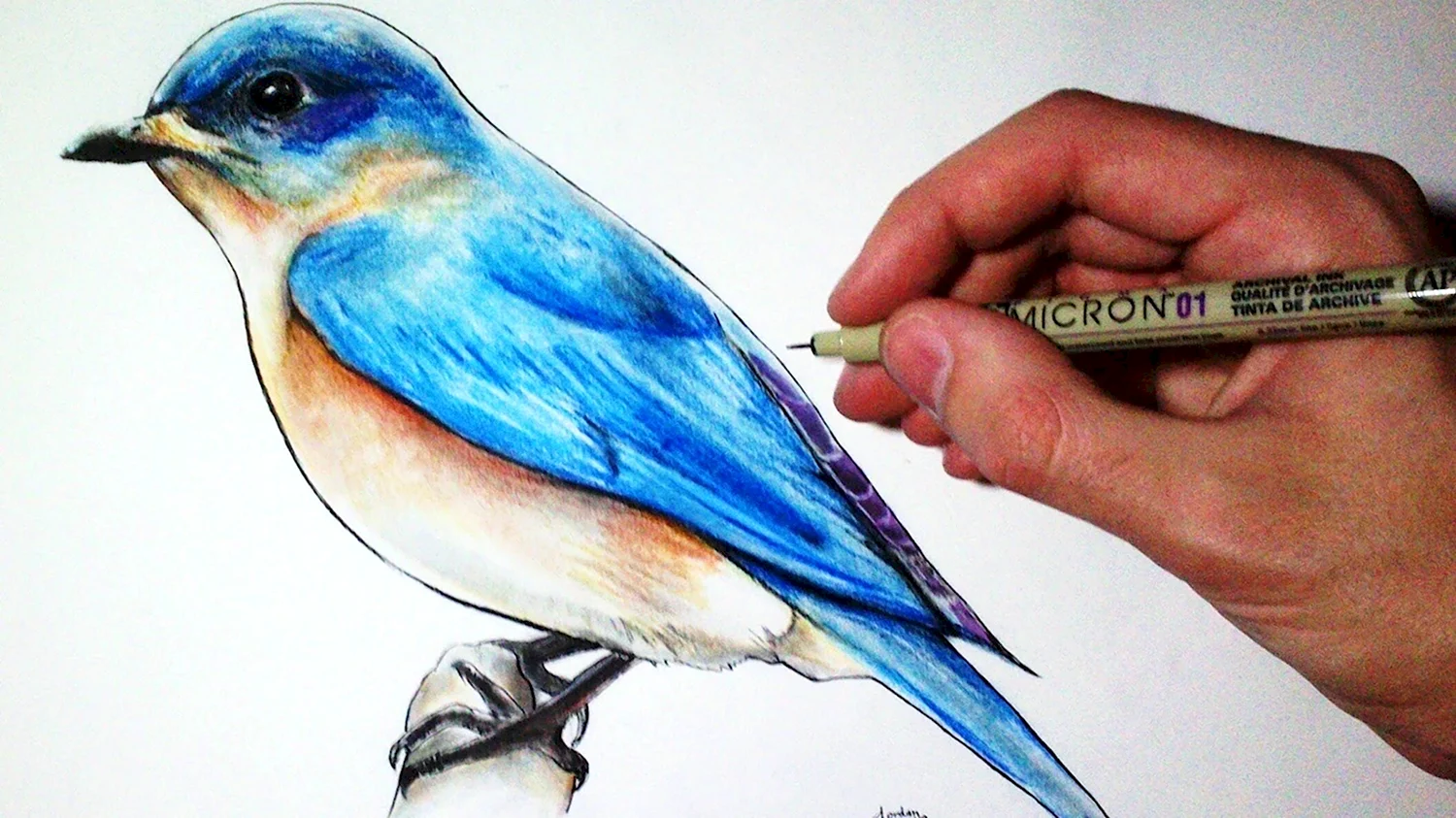 Птицы цветными карандашами