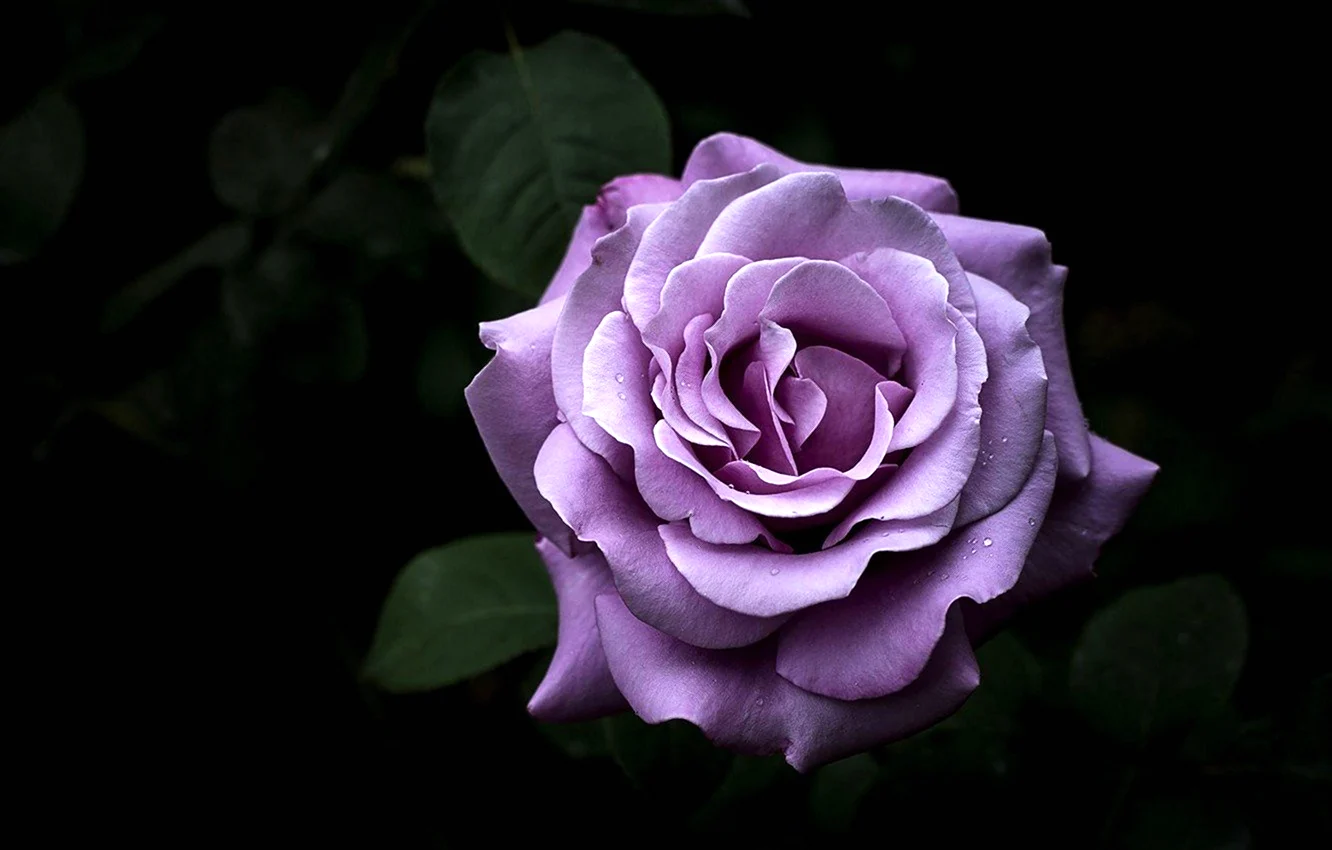 Пурпурная роза Геншин