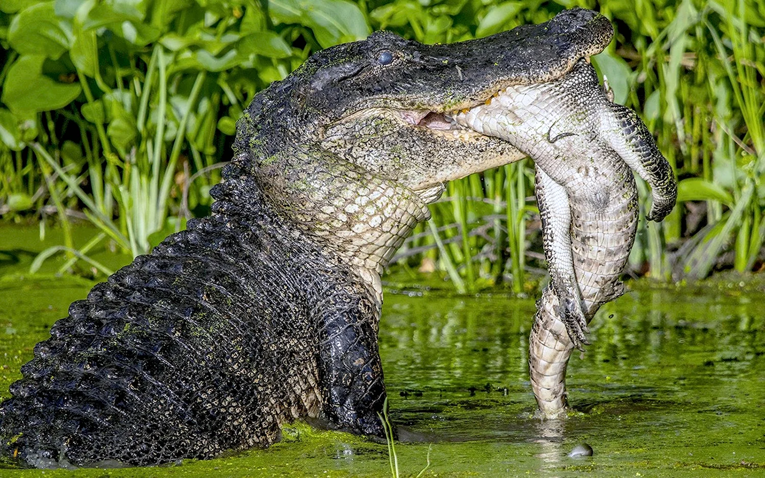 Пурусзавр крокодил