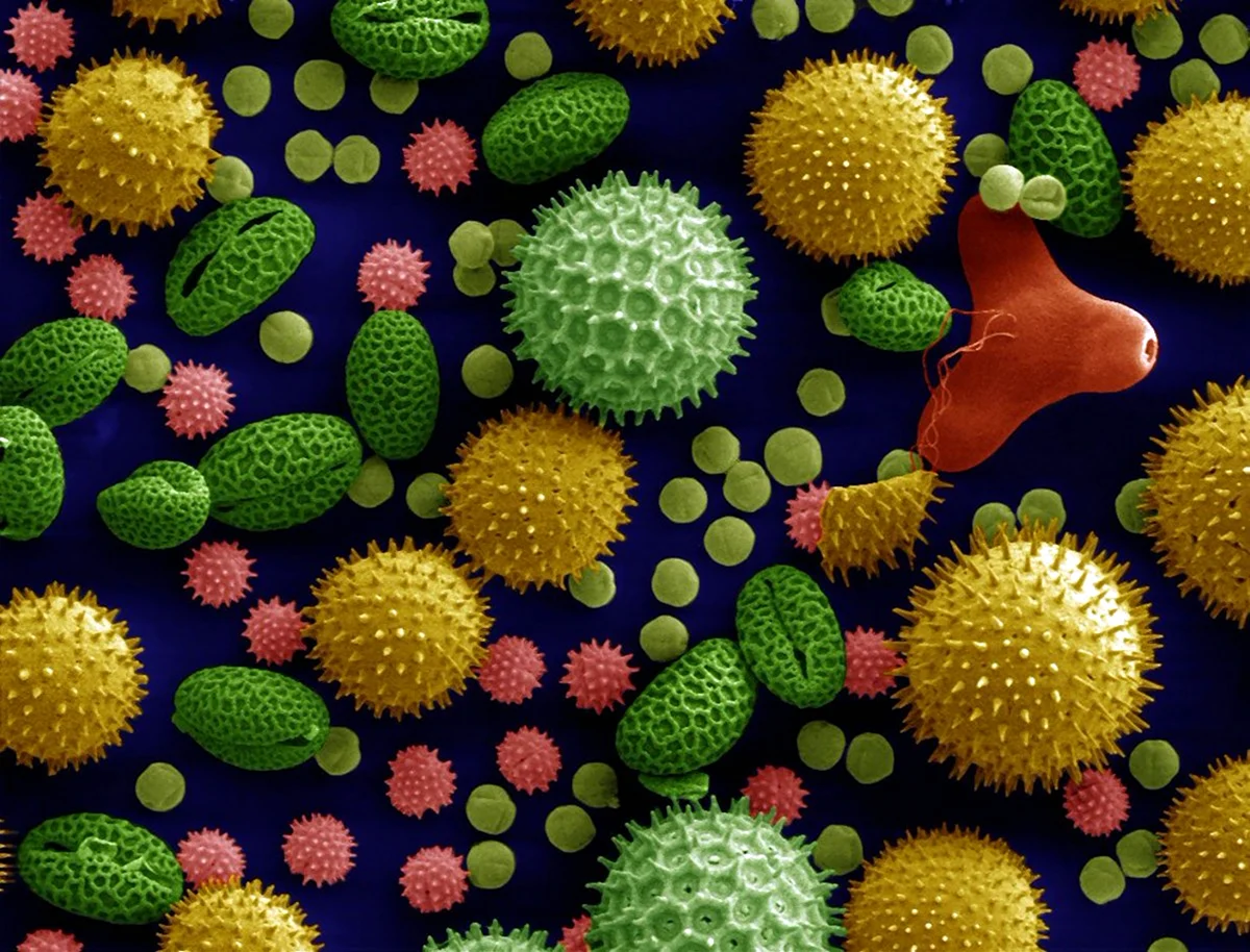 Пыльца электронный микроскоп
