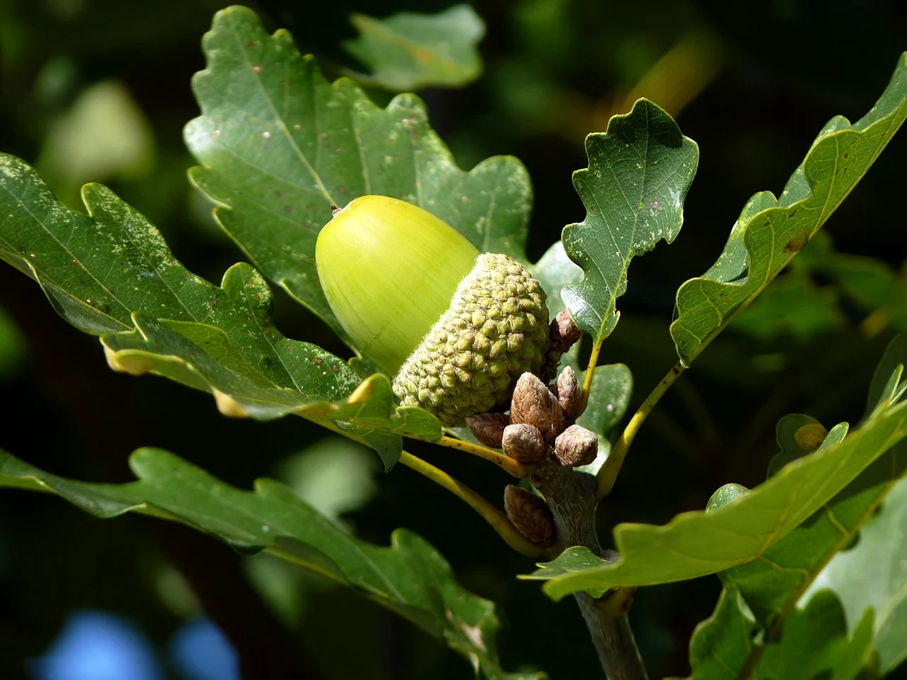 Quercus Robur плод