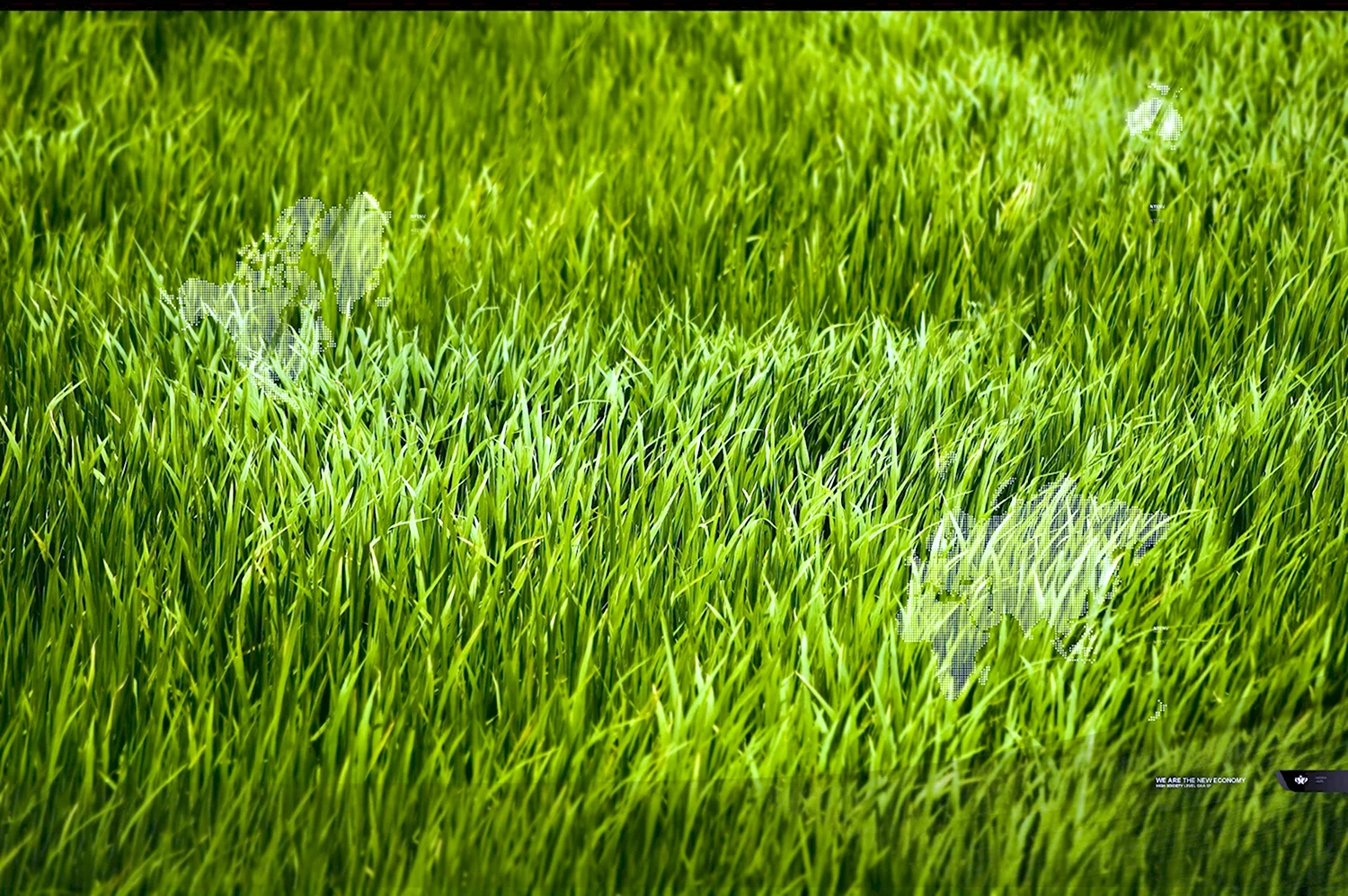 Райграс газонная трава