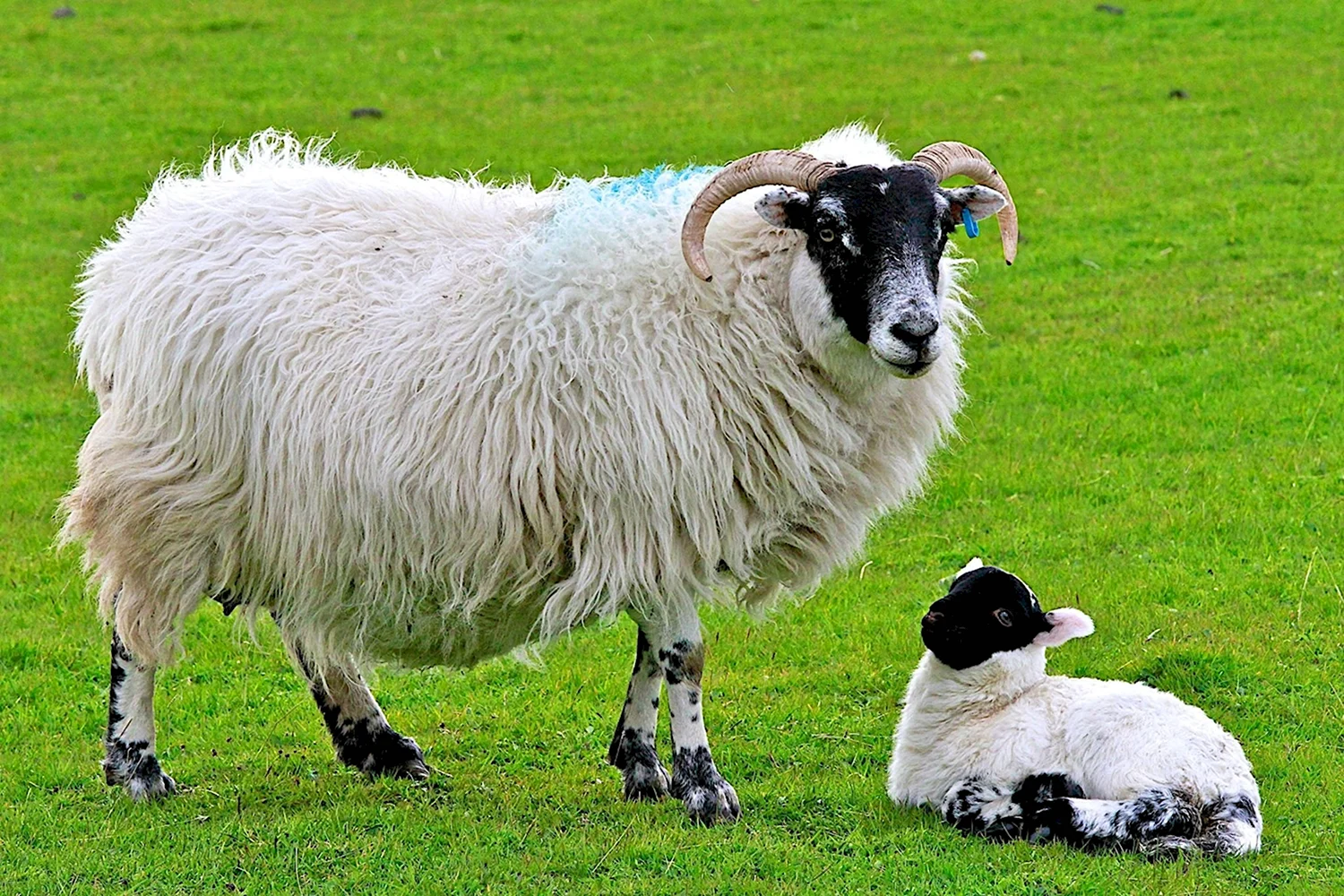 Рамбулье порода овец