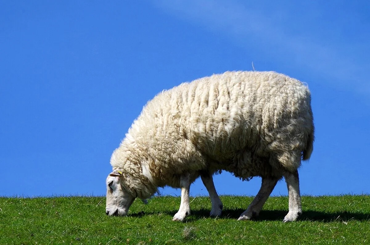 Рамбулье порода овец