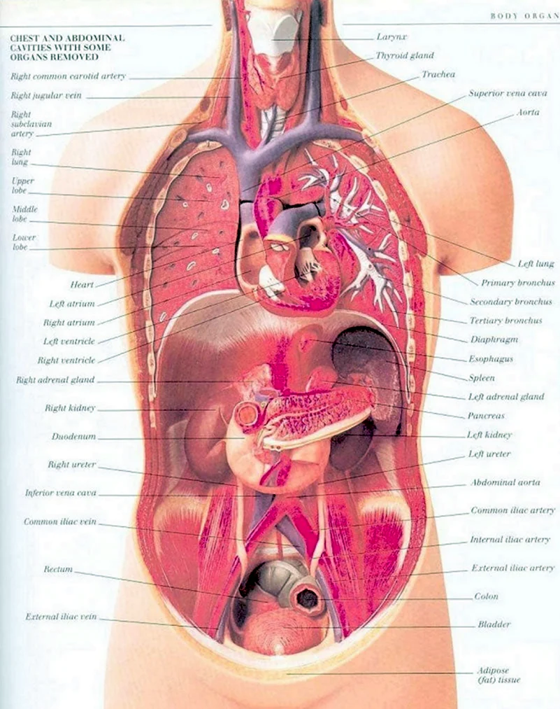 Анатомия внутренних органов женщины фото